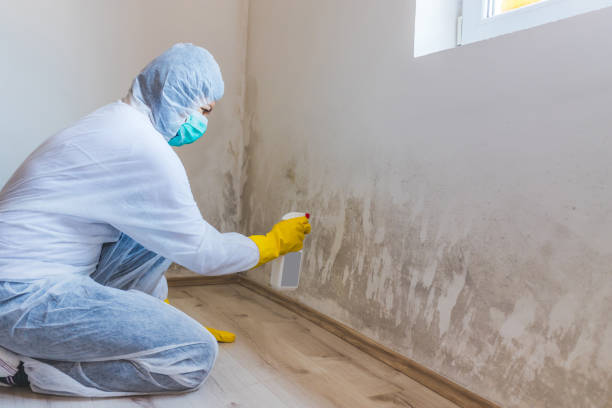 Licensed Basement Mold Removal service in Easton, MD - WQB Mold Removal