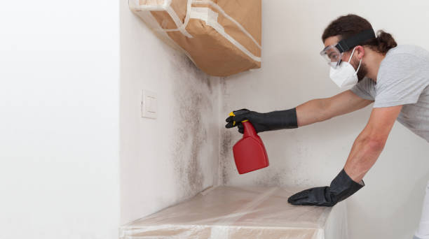 Professional Basement Mold Removal technician working in Easton, MD