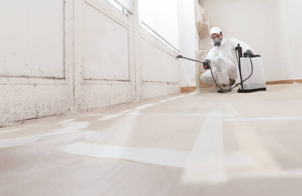 24/7 Emergency Basement Mold Removal experts in Easton, MD