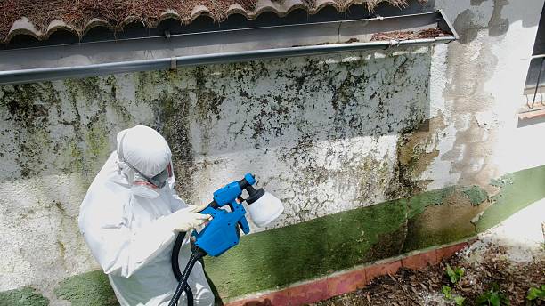 Top rated local Basement Mold Removal specialists in Easton, MD
